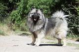 SPITZ LOUP 013